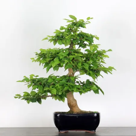 image supplémentaire - HORNBEAM "CARPINUS" 5-7