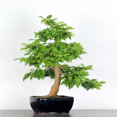CHARME "Carpinus" 5-7