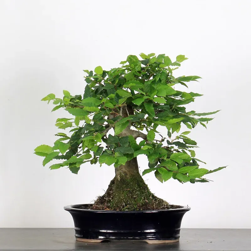 image supplémentaire - CHARME "Carpinus" 4-5