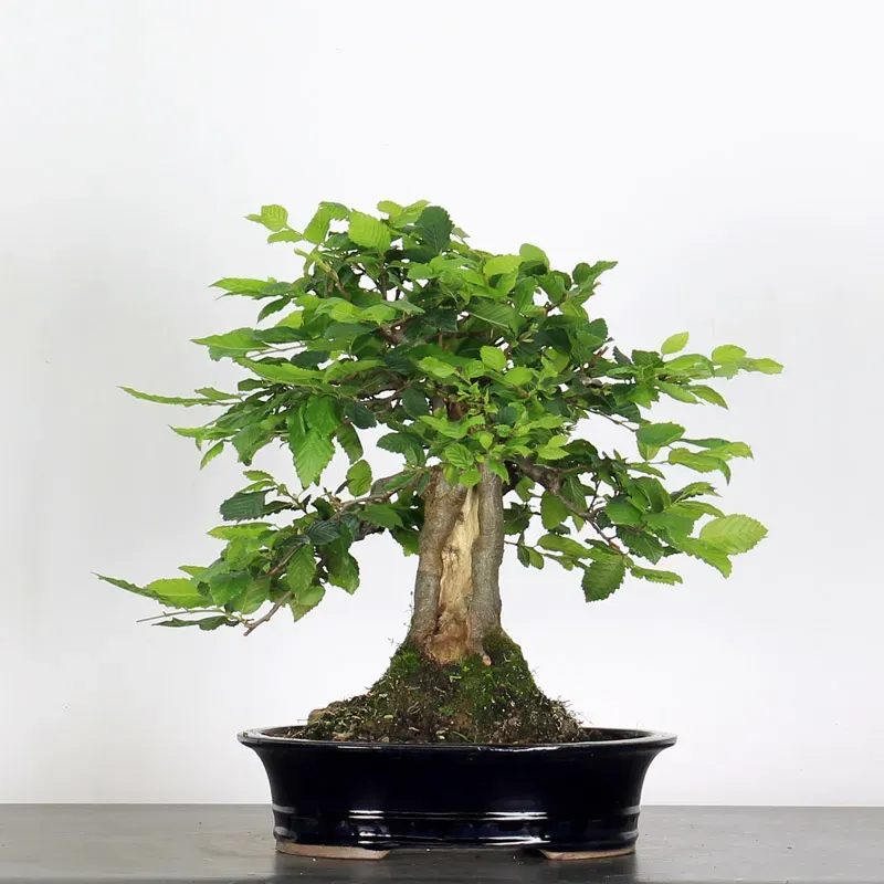 CHARME "Carpinus" 4-5