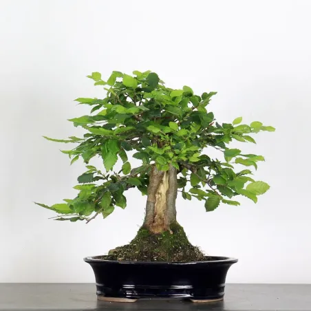 CHARME "Carpinus" 4-5