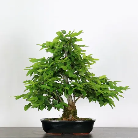 CHARME "Carpinus" 3-18