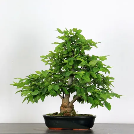 image supplémentaire - CHARME "Carpinus" 3-18
