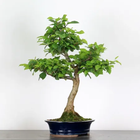 image supplémentaire - CHARME "Carpinus" 4-1
