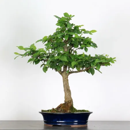 Bonsai Charmes CH-4-1