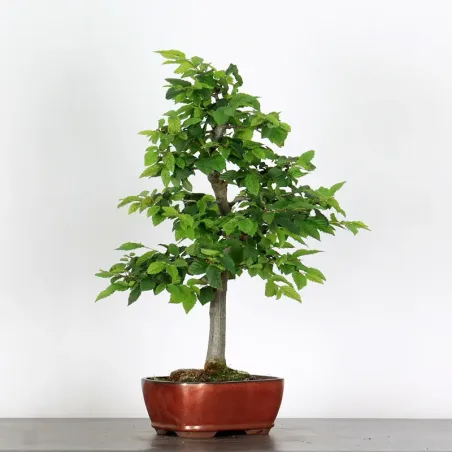 CHARME "Carpinus" 3-16