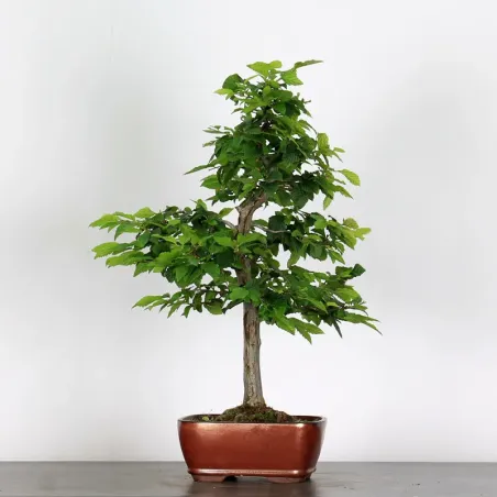 image supplémentaire - CHARME "Carpinus" 3-16