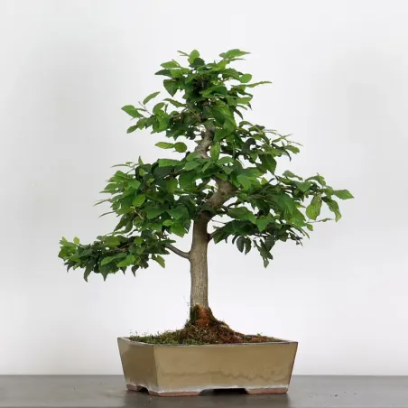 CHARME "Carpinus" 3-15
