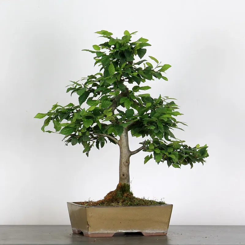 image supplémentaire - CHARME "Carpinus" 3-15