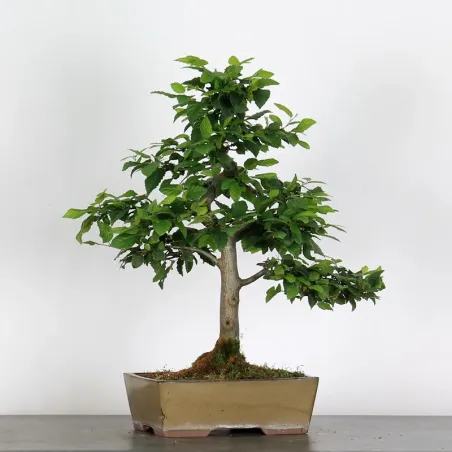 image supplémentaire - CHARME "Carpinus" 3-15