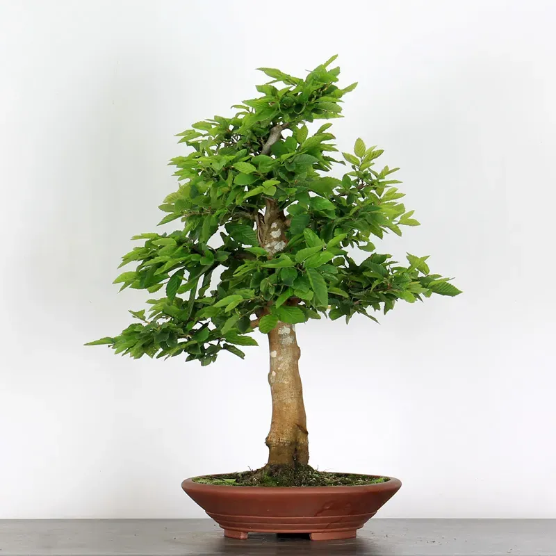 HORNBEAM "CARPINUS" 4-9