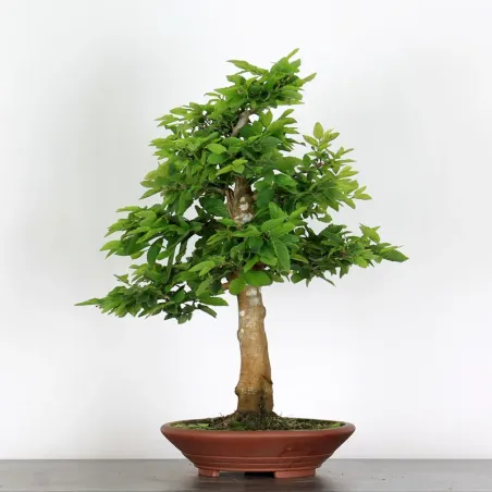 CHARME "Carpinus" 4-9
