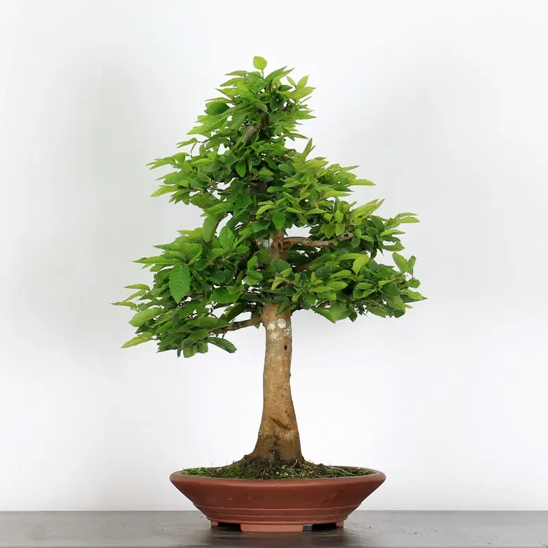 image supplémentaire - HORNBEAM "CARPINUS" 4-9