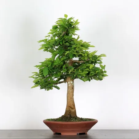 image supplémentaire - CHARME "Carpinus" 4-9