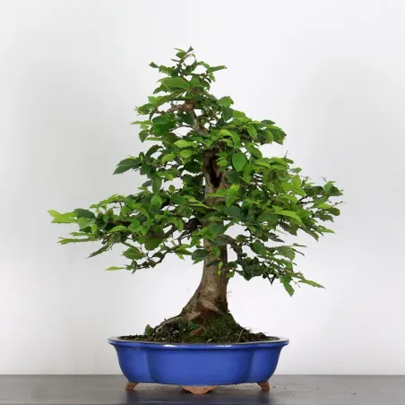 image supplémentaire - CHARME "Carpinus" 4-3