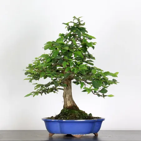 Bonsai Charmes CH-4-3