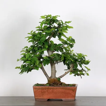 CHARME "Carpinus" 3-17