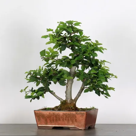 image supplémentaire - CHARME "Carpinus" 3-17