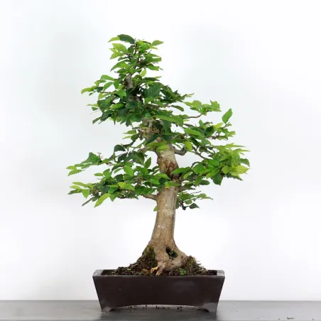Bonsai Charmes CH-1-8