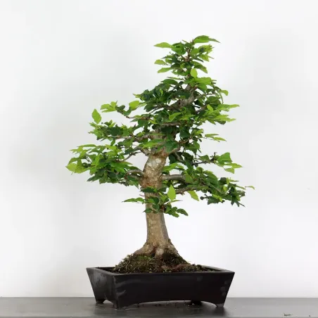 image supplémentaire - CHARME "Carpinus" 1-8
