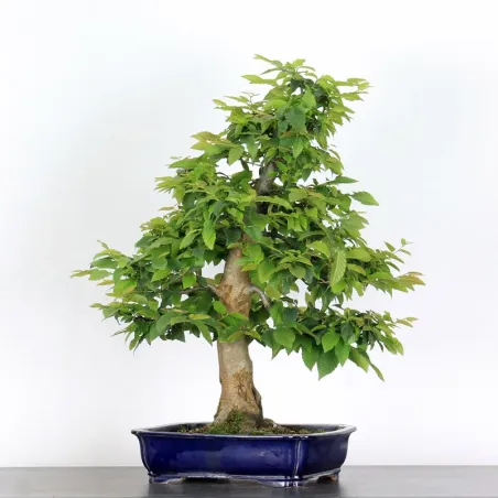 image supplémentaire - CHARME "Carpinus" 5-4