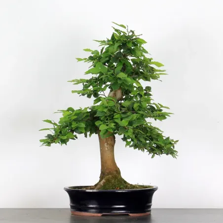 image supplémentaire - CHARME "Carpinus" 4-6
