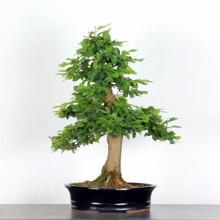 CHARME "Carpinus" 4-6