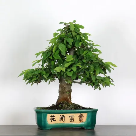 image supplémentaire - CHARME "Carpinus" 4-7