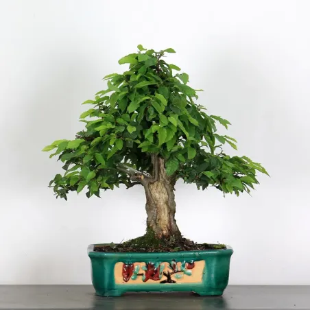 CHARME "Carpinus" 4-7