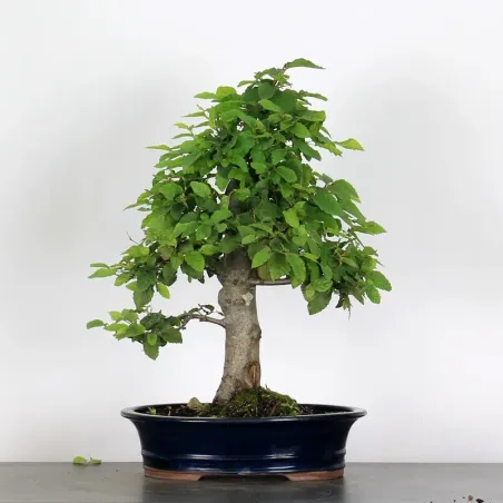 HORNBEAM "CARPINUS" 3-8