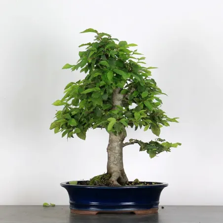 image supplémentaire - CHARME "Carpinus" 3-8