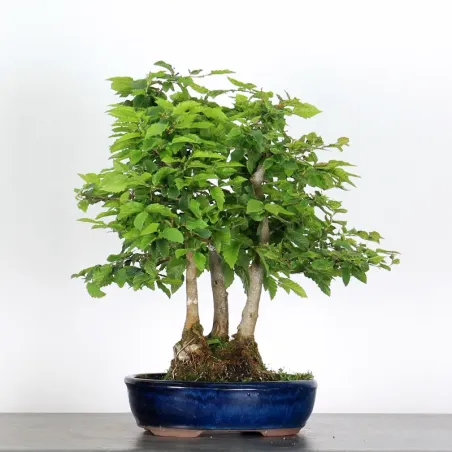 Bonsai Charmes Forêt CHF-1-1