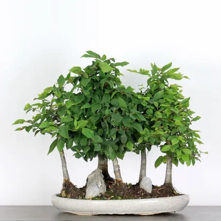 Bonsai Charmes Forêt CHF-1-3