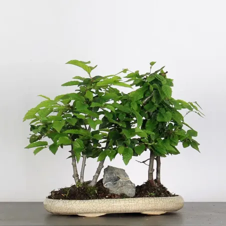 Bonsai Charmes Forêt CHF-1-5