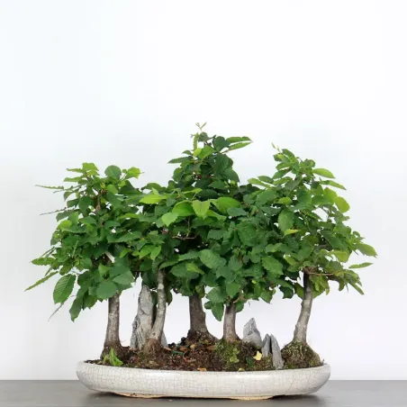 HORNBEAM FOREST "CARPINUS" 1-4