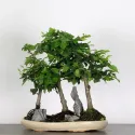 HORNBEAM FOREST "CARPINUS" 1-12