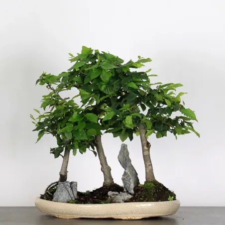 Bonsai Charmes Forêt CH-1-12