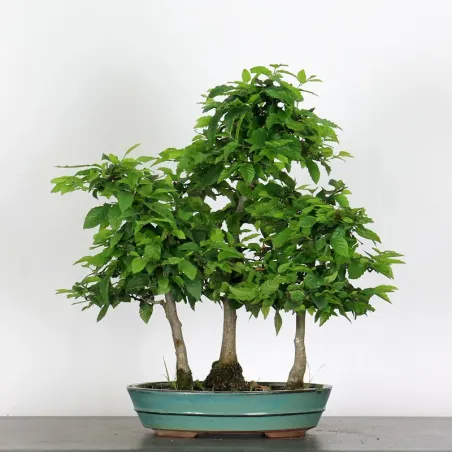 CHARME FORET "Carpinus" 1-8