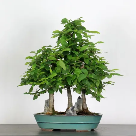 Bonsai Charmes Forêt CHF 1-7