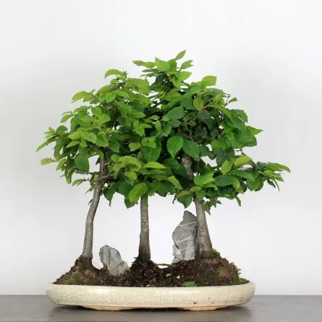 Bonsai Charmes Forêt CHF-1-9