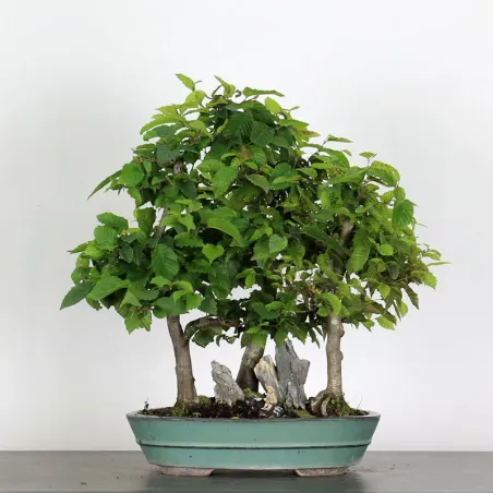Bonsai Charmes Forêt CHF-1-2
