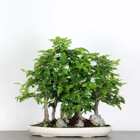 Bonsai Charmes Forêt CHF-1-6