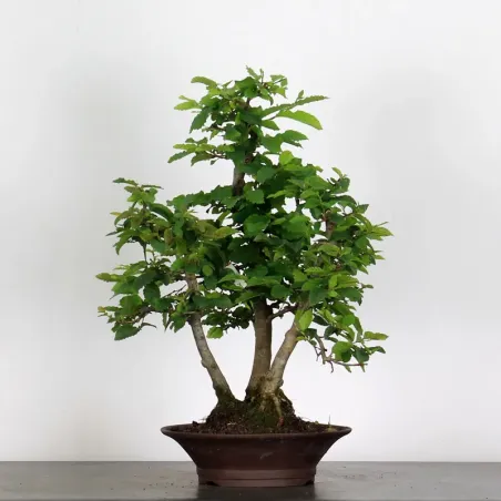 Bonsai Charmes Forêt CH-1-11