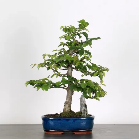 HORNBEAM "CARPINUS" WITH ROCK 1-20