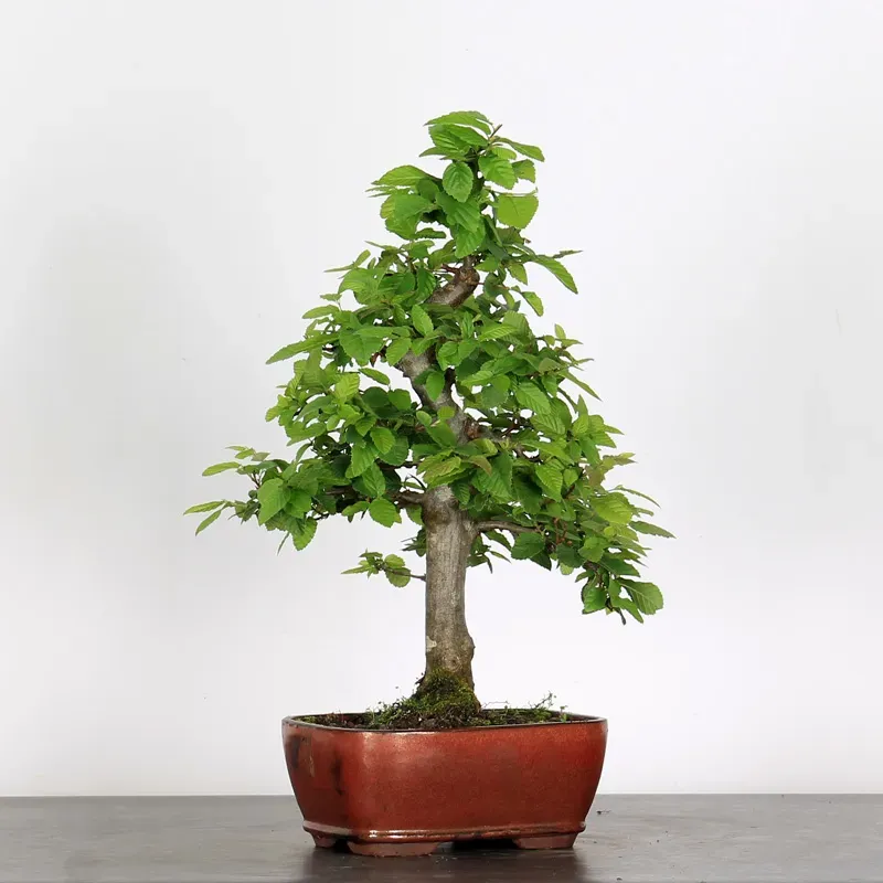 image supplémentaire - HORNBEAM "CARPINUS" WITH...