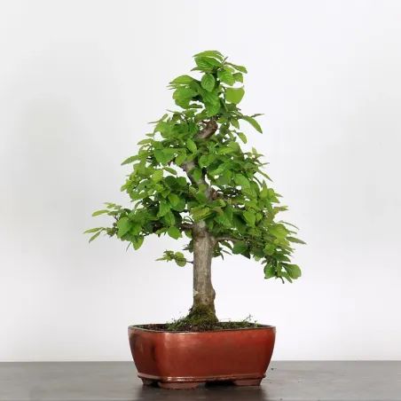 image supplémentaire - HORNBEAM "CARPINUS" WITH...