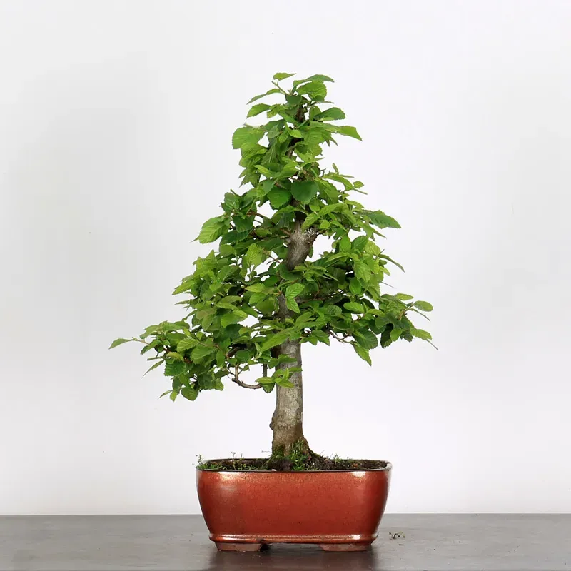 Bonsai Charms CH-1-3