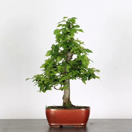 Bonsai Charmes CH-1-3