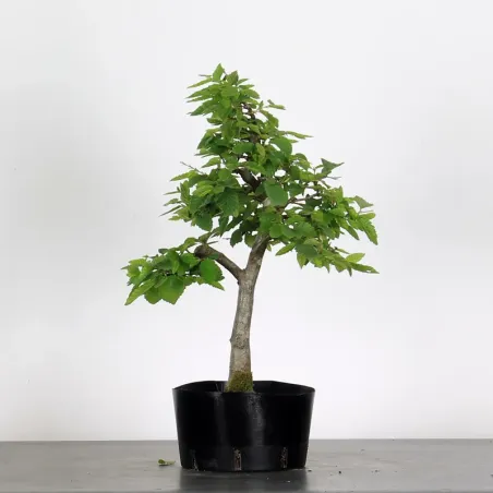 PREBONSAI CHARME "CARPINUS" n°1