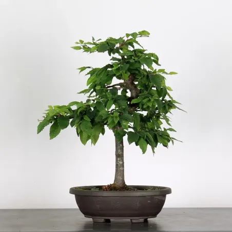 PREBONSAI HORNBEAM "CARPINUS" n°4